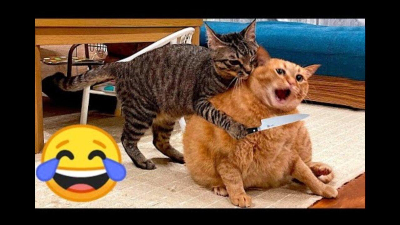 Funniest Videos 2023 😂 Funny Cats 🐱 and Dogs 🐶 #viral#shorts#funny#