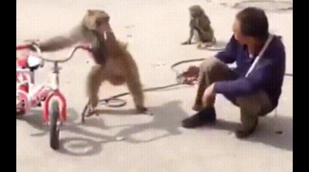 Funniest Monkey  -  cute and funny monkey videos