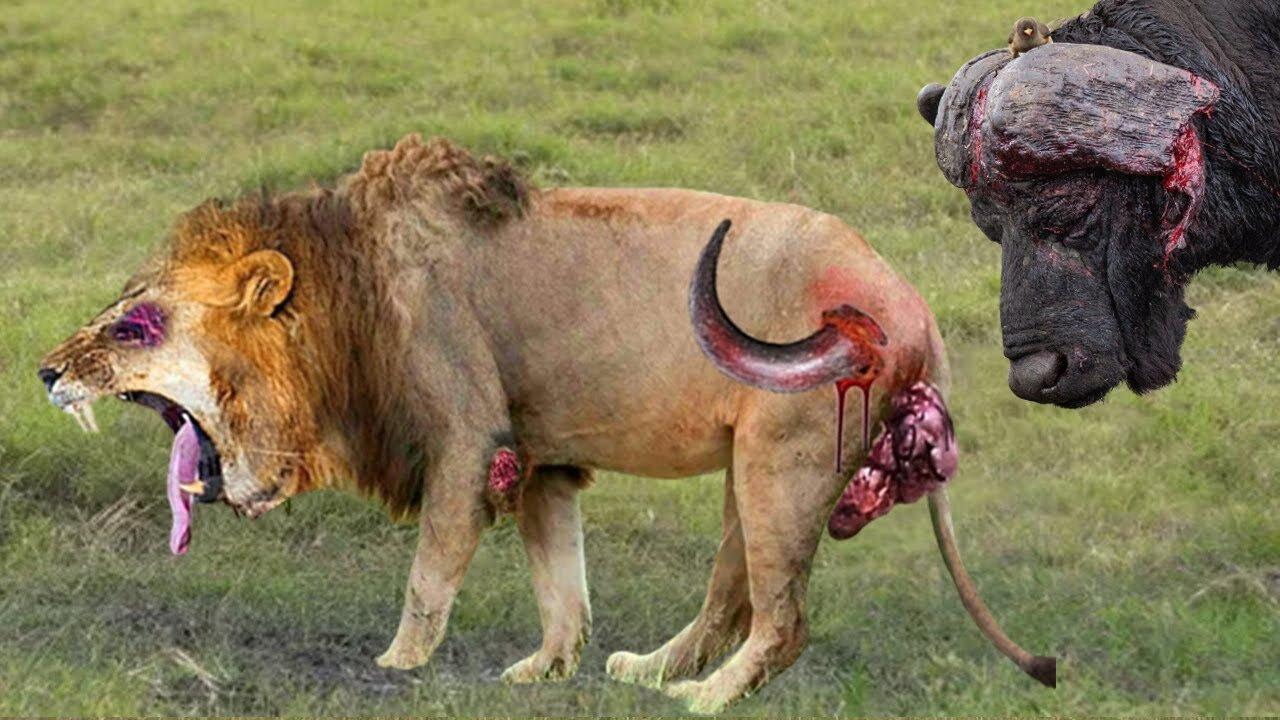 Shocking moments when painful lion are attack and tortured by Africa's deadliest preys.