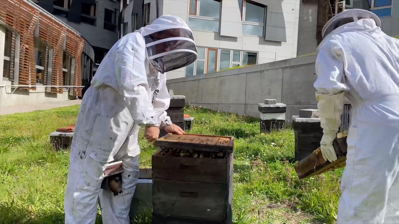 Would You 'Bee' in This Family Business?