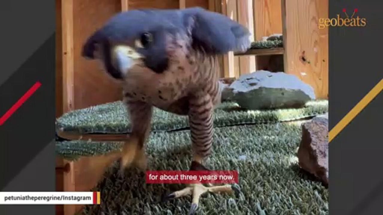Disabled falcon is living her best life
