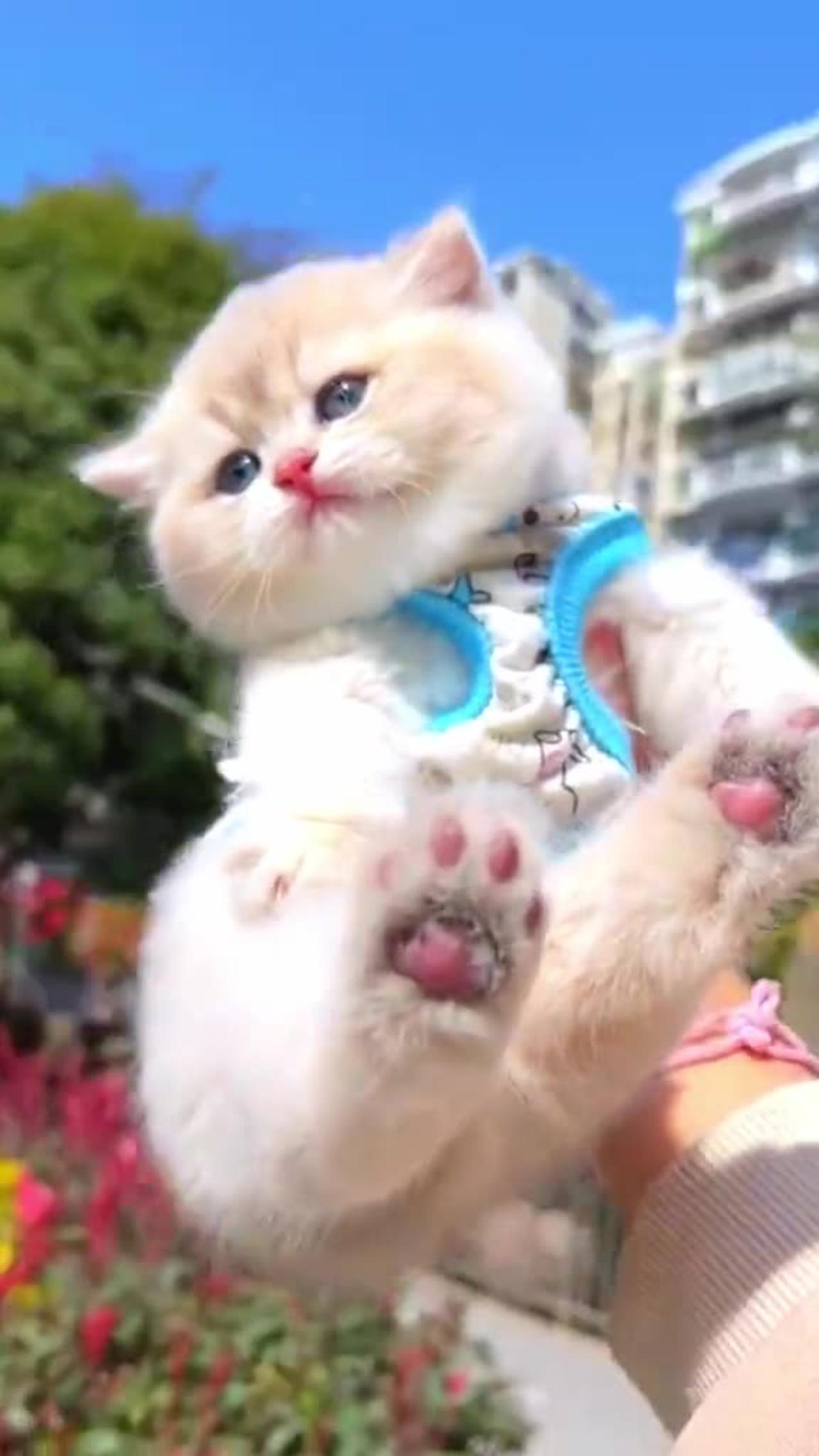 So so so Cute 🥰 | Baby Cat 🥰 | funny pets | PetPulseTV