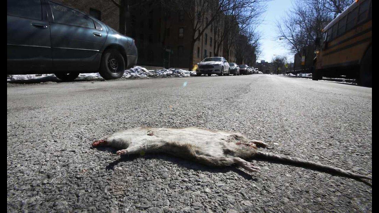New York City Rat Problem so Bad Now One News Page VIDEO