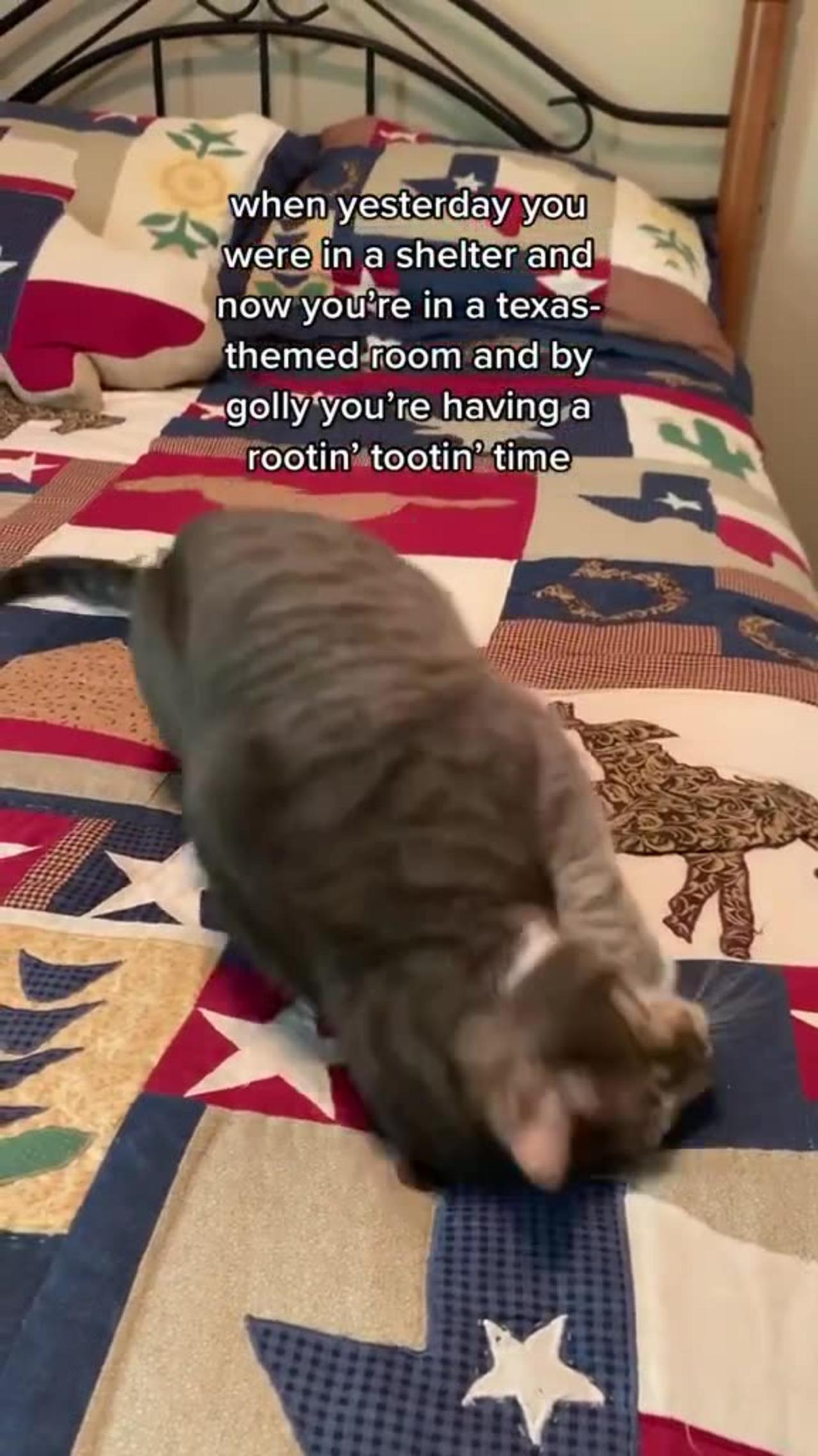 Cat Meowdy Video | Credit catsdoingthings - One News Page VIDEO