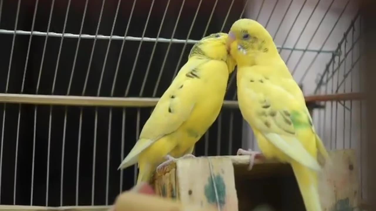 Budgerigar Parrots