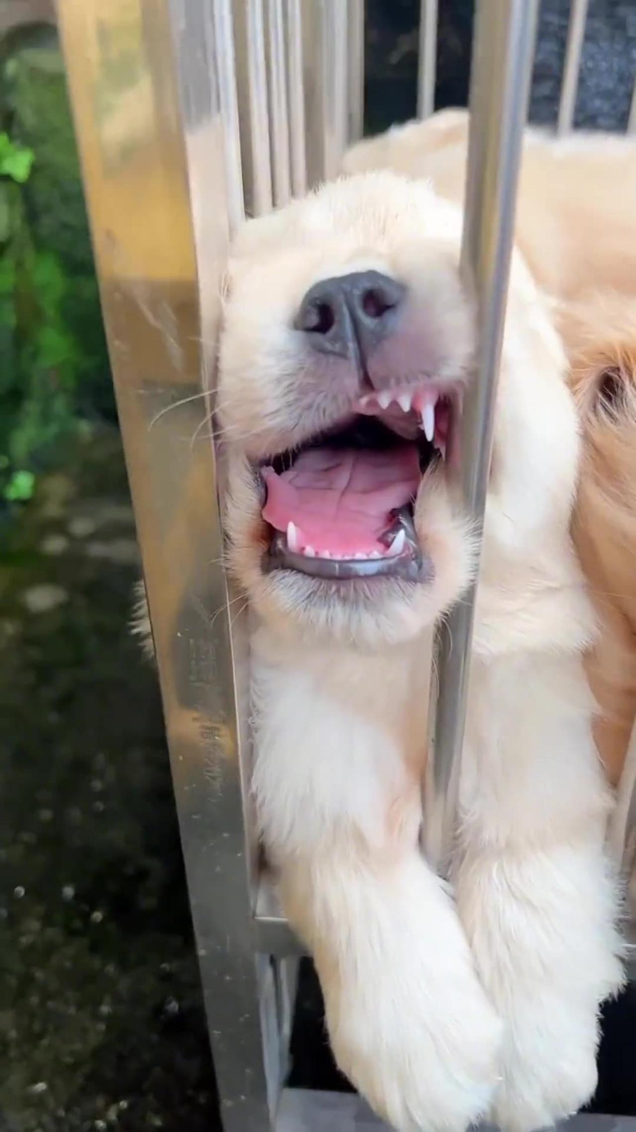Funny animals videos - One News Page VIDEO