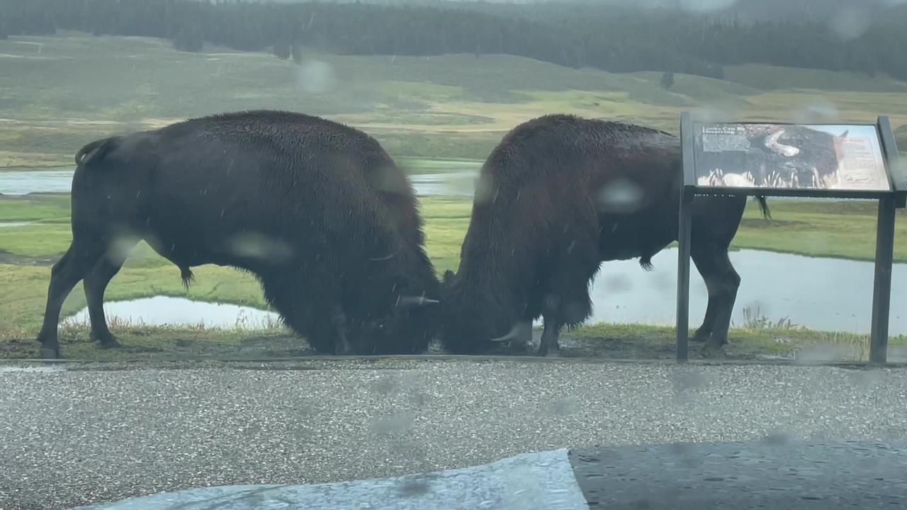 Watching Bison Rut From Car - One News Page VIDEO