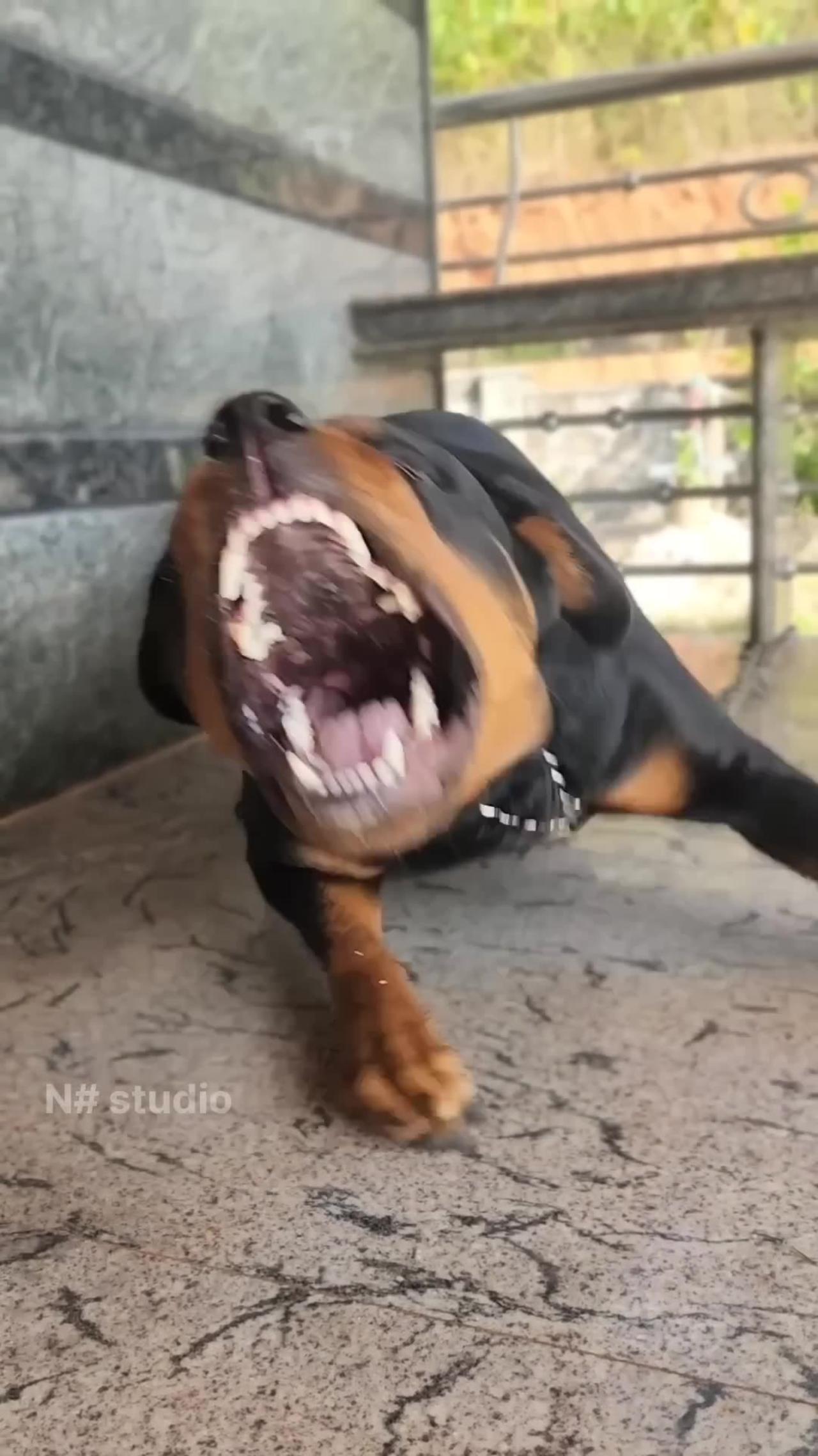 Angry Dog Barking