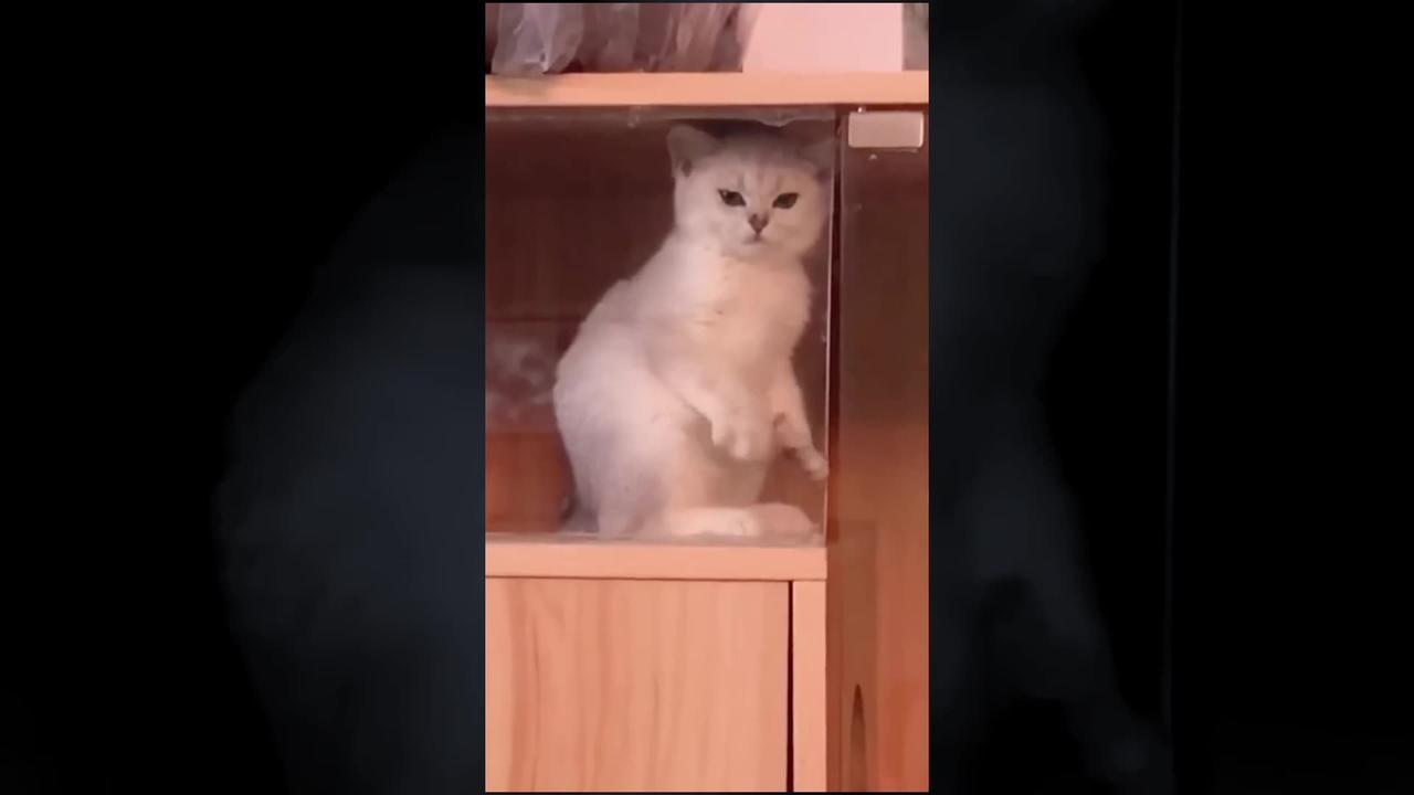 Funny cat short Video for kids