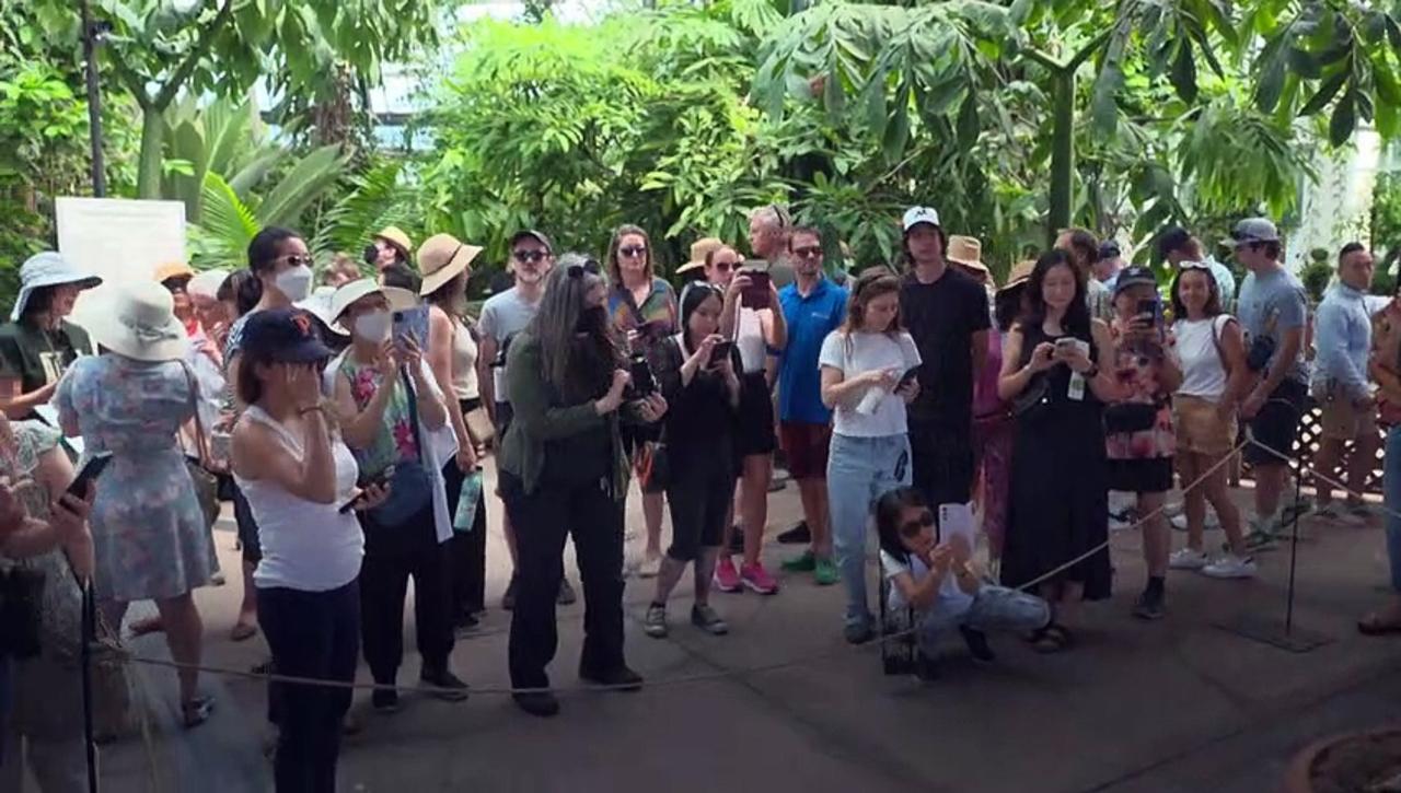 Rare corpse flower bloom brings Californians for a quick sniff of 'rotting flesh'
