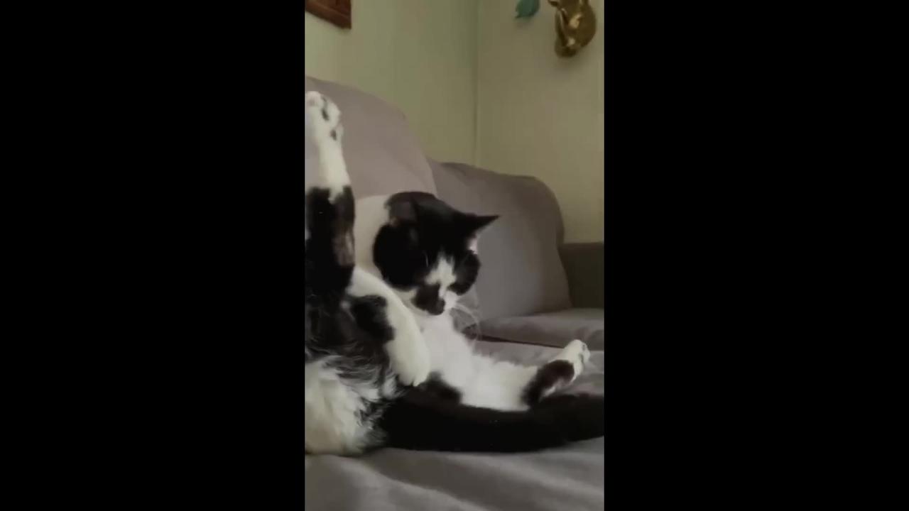 Hilarious Rejections: "Not My Type!" 🐶 Fun Dog, Cat, and Kitten Videos 🐱