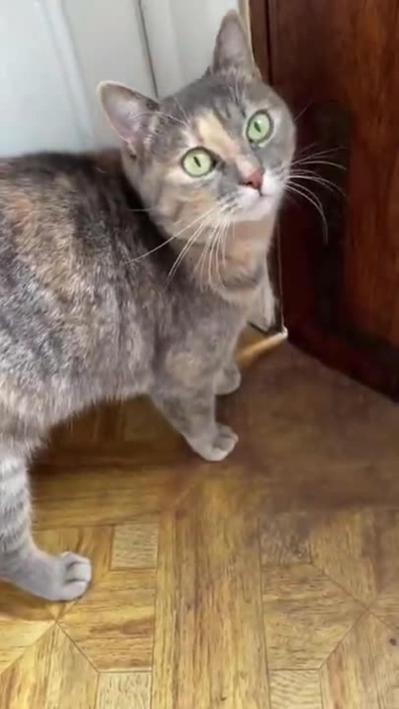 Cute cat video🐈🐈