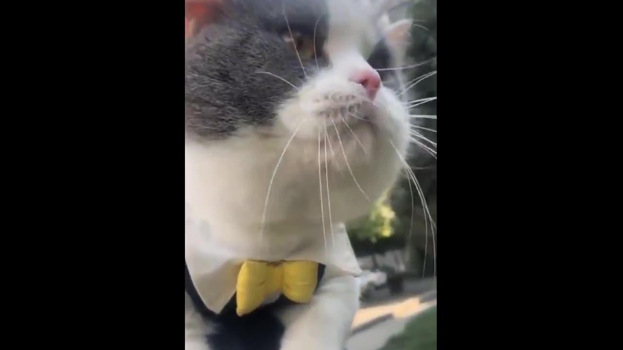 The Best Funny Cat Videos Of The 2023 - Funny Cats Compilation #28