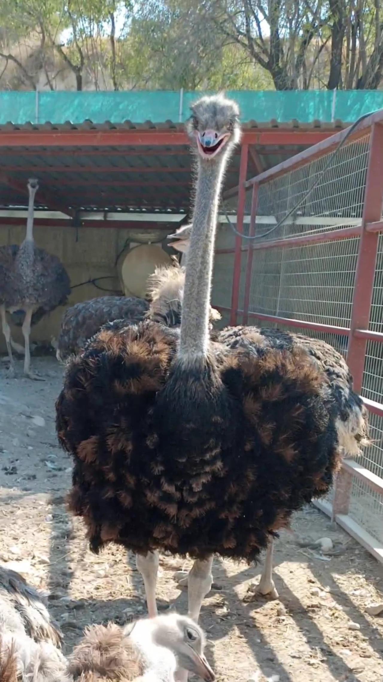 Ostriches" شتر مرغ