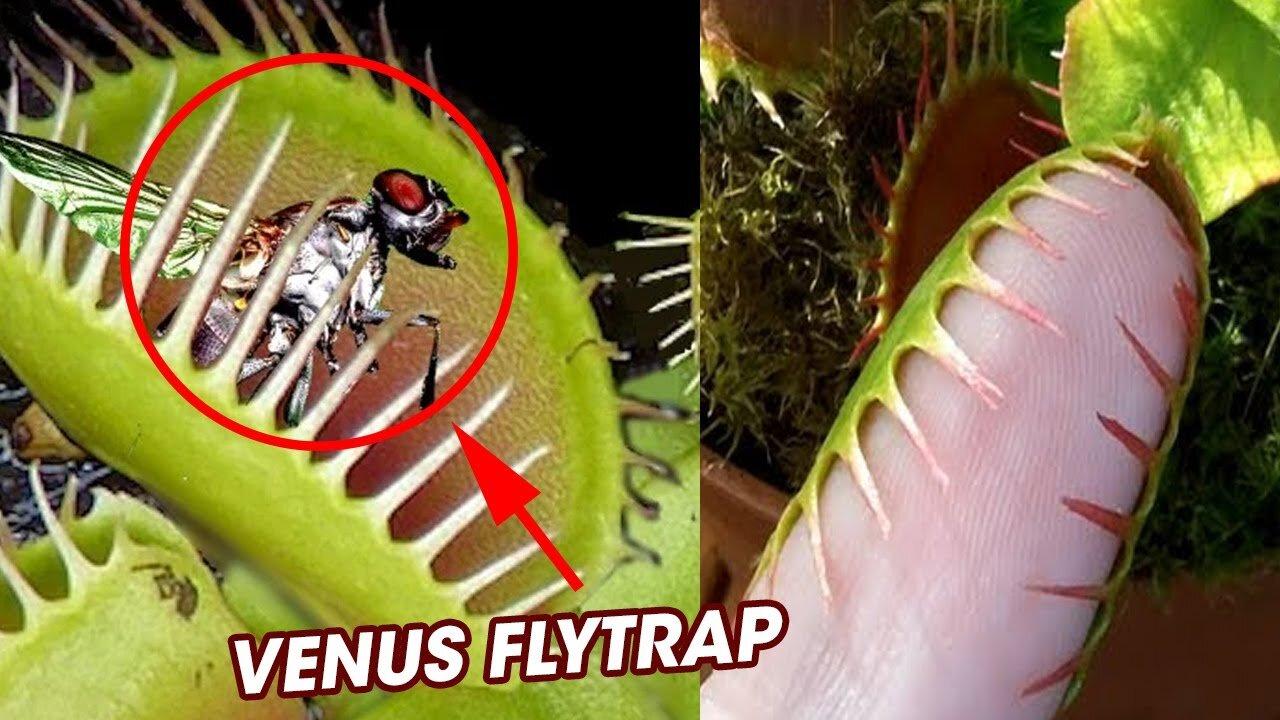 Venus Flytrap! Tumbuhan Pemakan Serangga, Apakah Berbahaya ?
