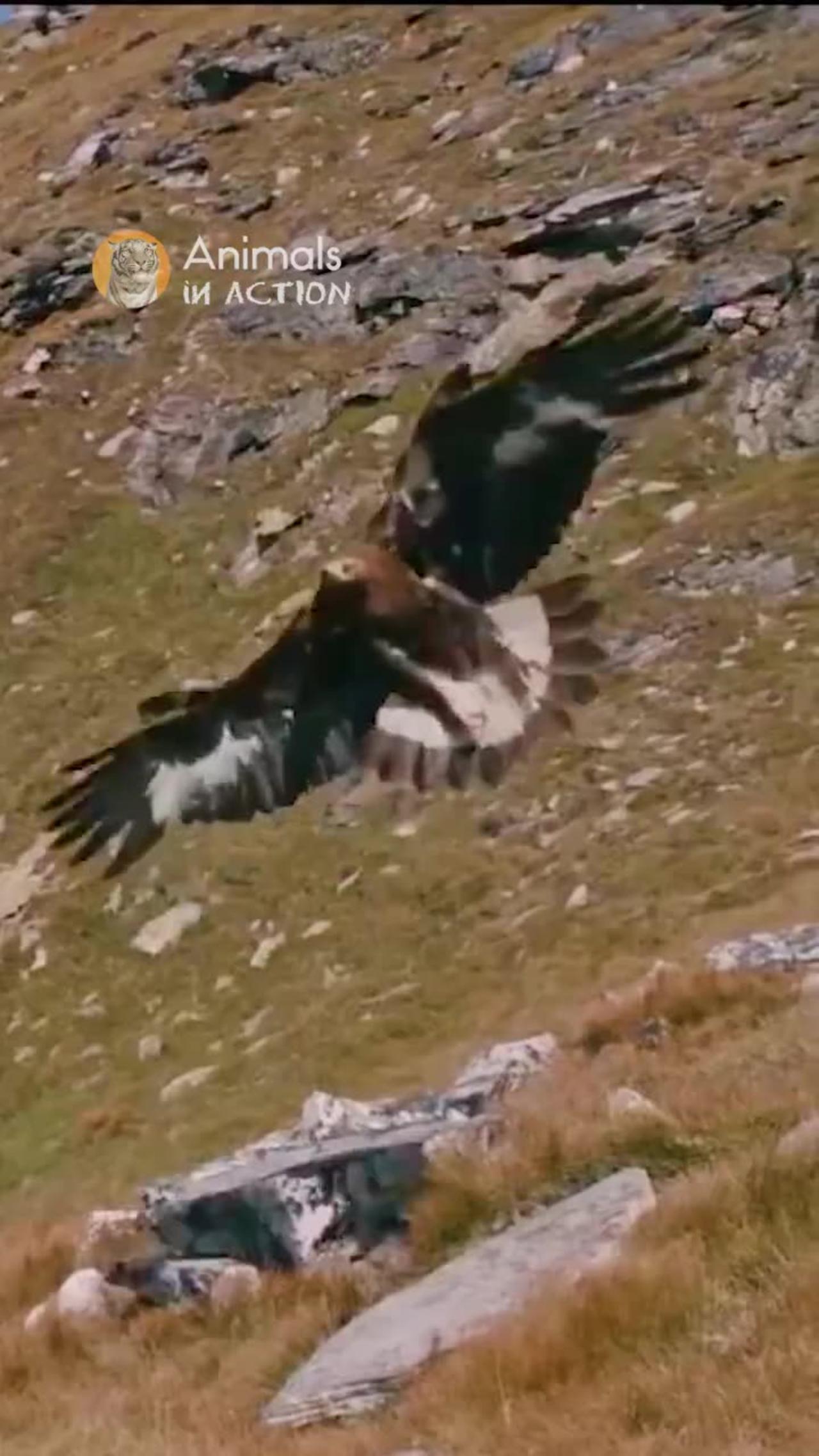 Eagle snatches a Goat off a cliff!