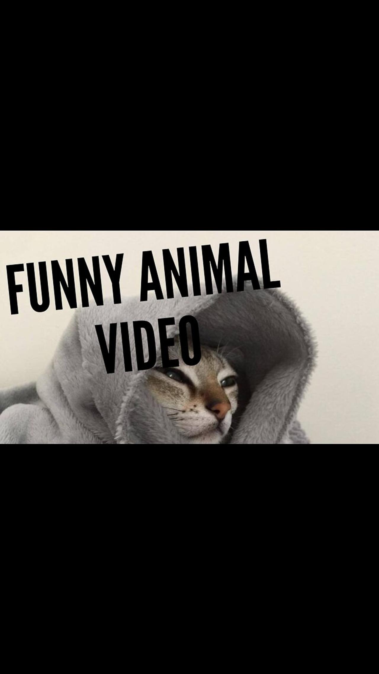 New Funny Videos 2022 😍 Cutest Cats and Dogs 🐱🐶