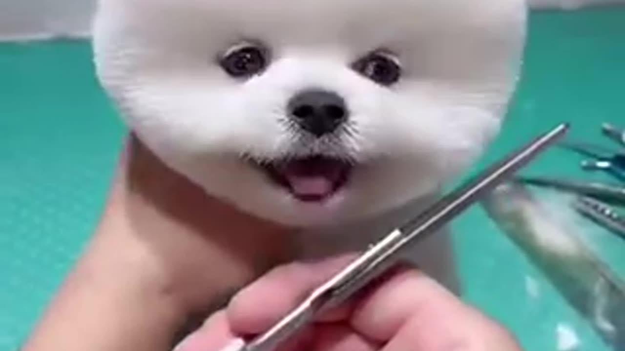 Dog funny video