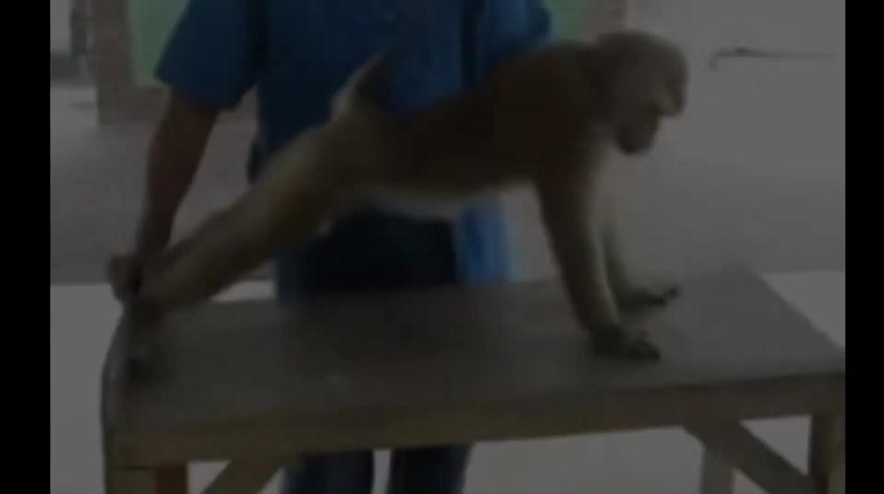 Funniest Monkey - cute and funny monkey videos -FULL HD