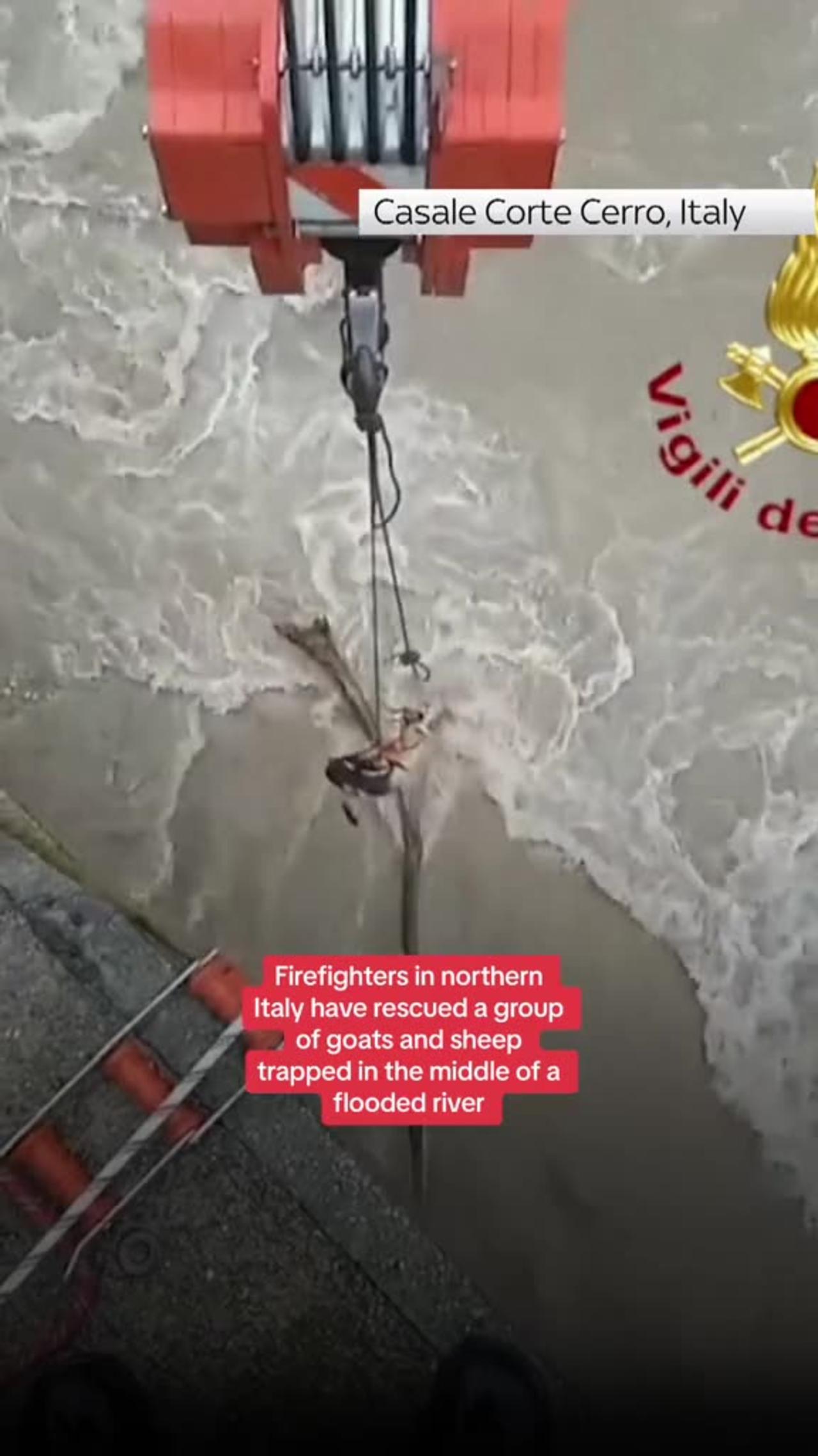 #firefighter in nothren Italy came to rescue of a group Goat & sheep treped