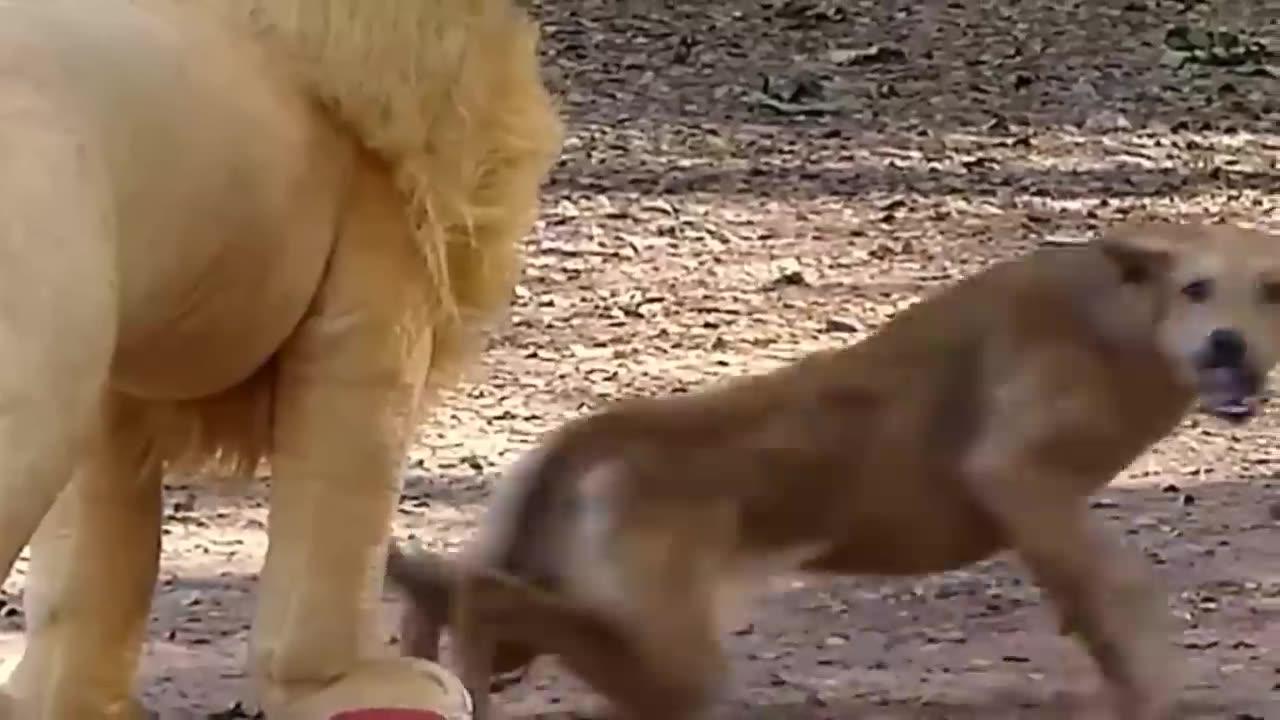 In This Video Dog, Lion, Tiger Prank  & Huge  To Funny video
