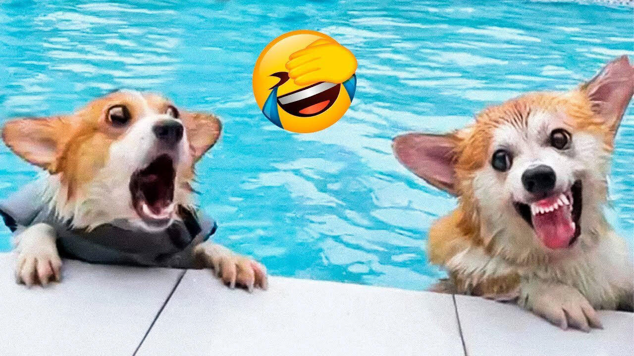 Funniest Cats And Dogs Videos 😁 - Best Funny Animal Videos 2023 😅 #1