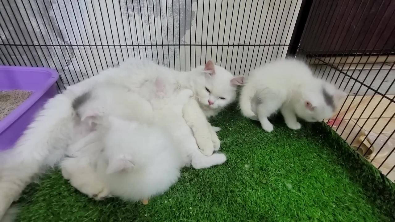 Homeless kittens crying out loud for Mother cat