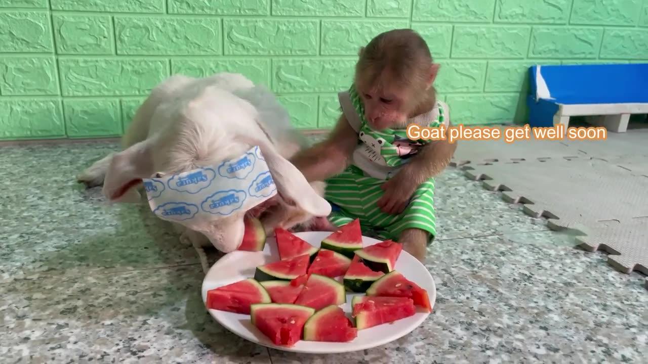 Funniest Animals Video - Best Monkey CUTIS🙈 and Goat🐐, Dog🐶Videos of 2023 Compilation!