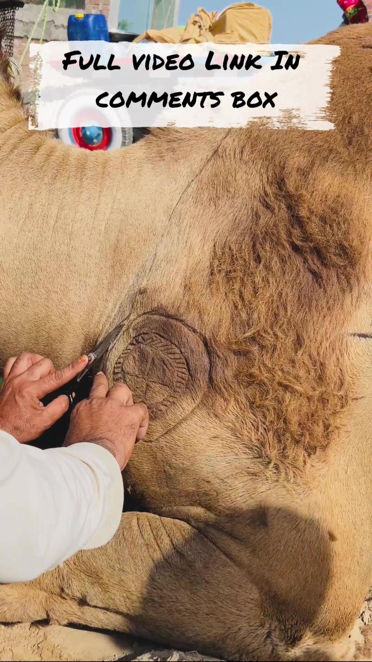 Camel Hair Cutting