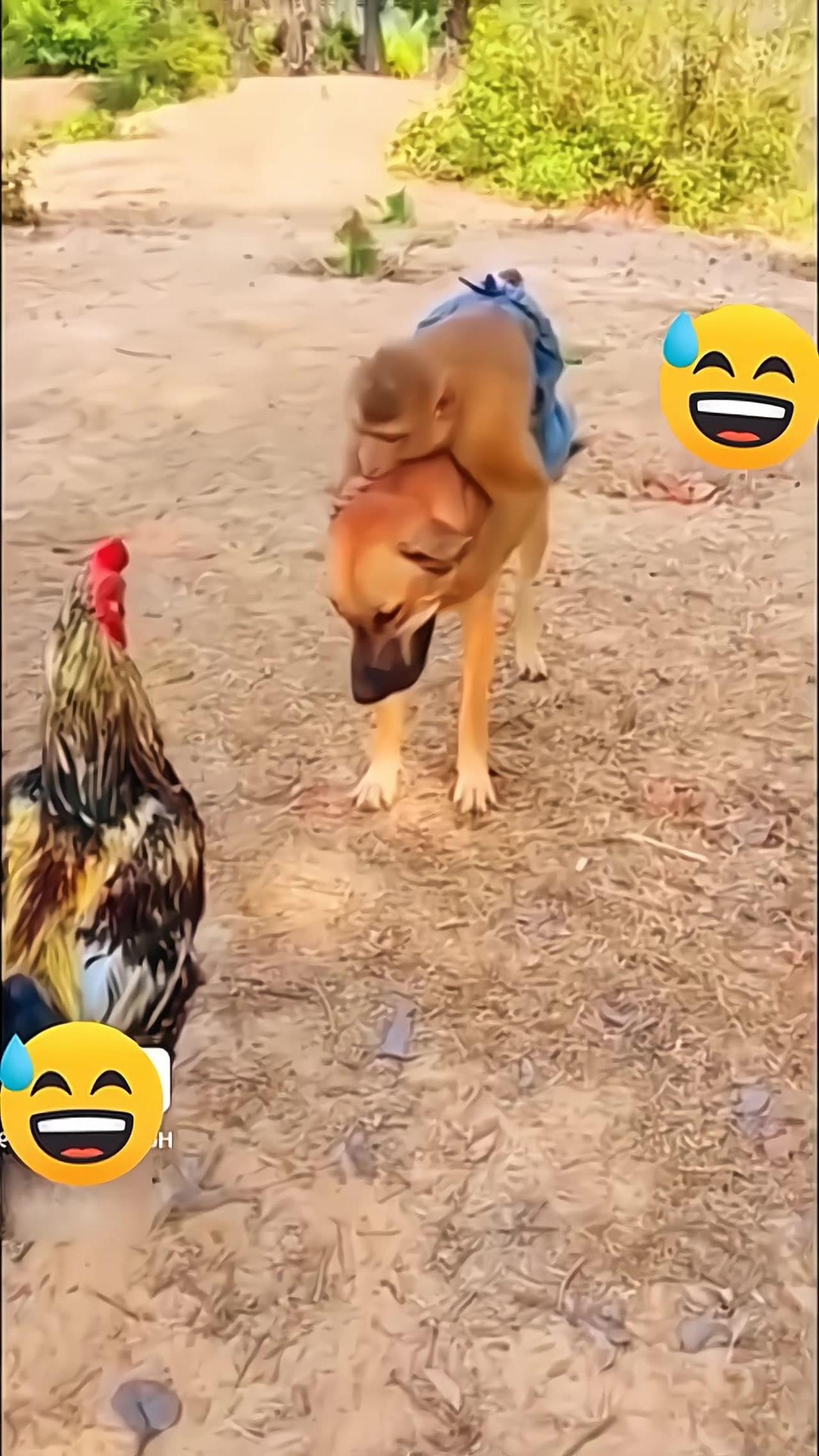 The last one 😂😂 Hilarious Dogs and Friend Comedy Compilation | Try not to laugh Funny Videos