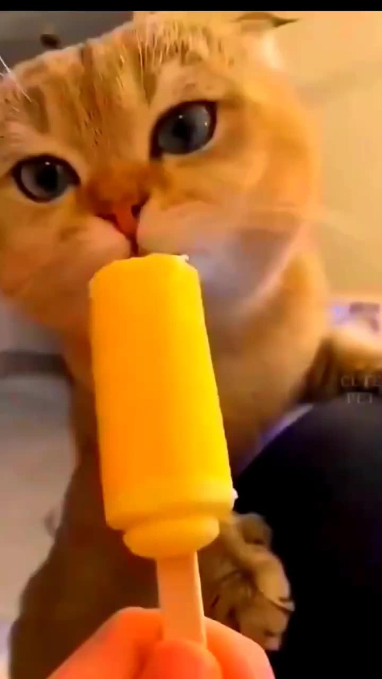 Cute Cat#Funny#Short#Video#Trending