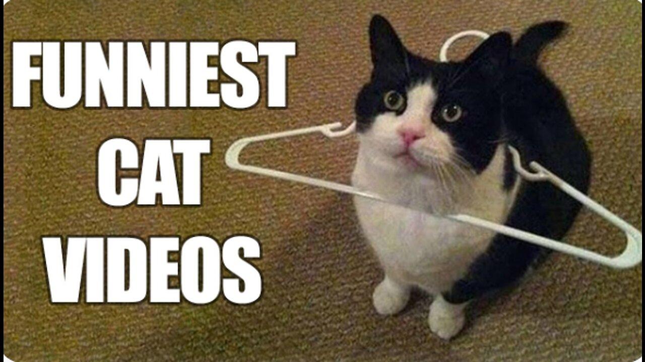 Animal Memes : funniest animal viral videos