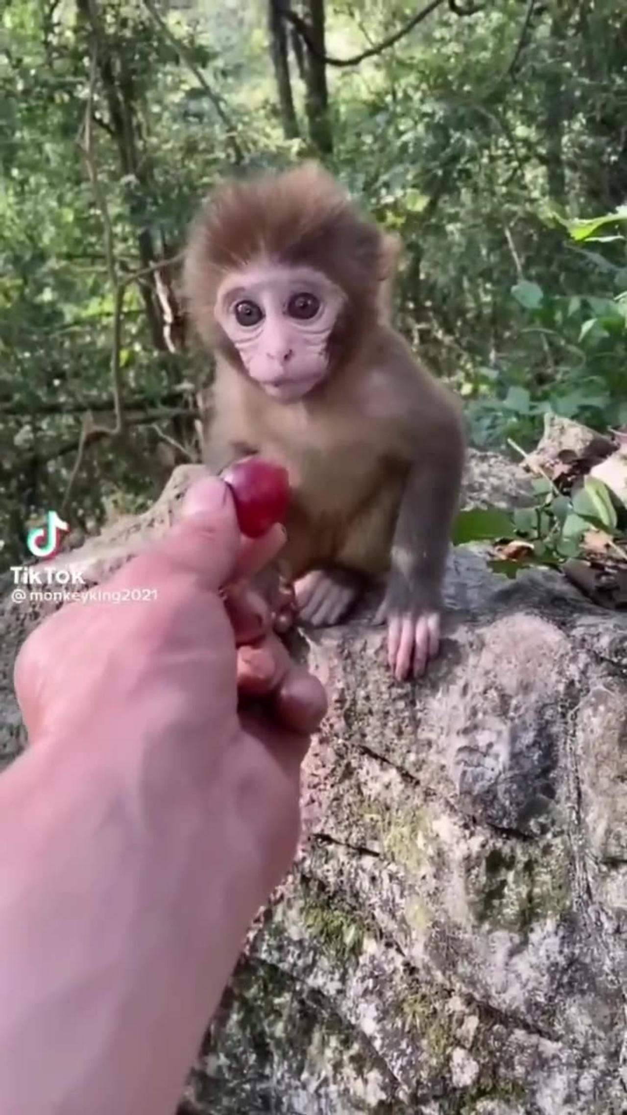 Cute 🐱 baby animals