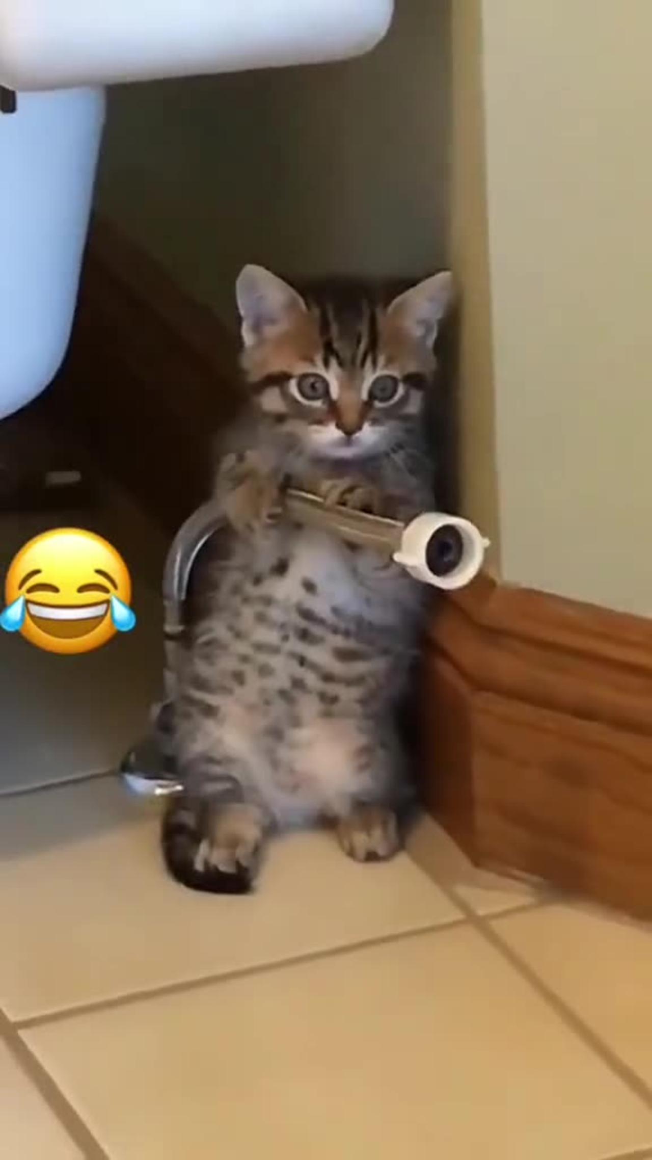 Cats funny videos 😺😹🐾