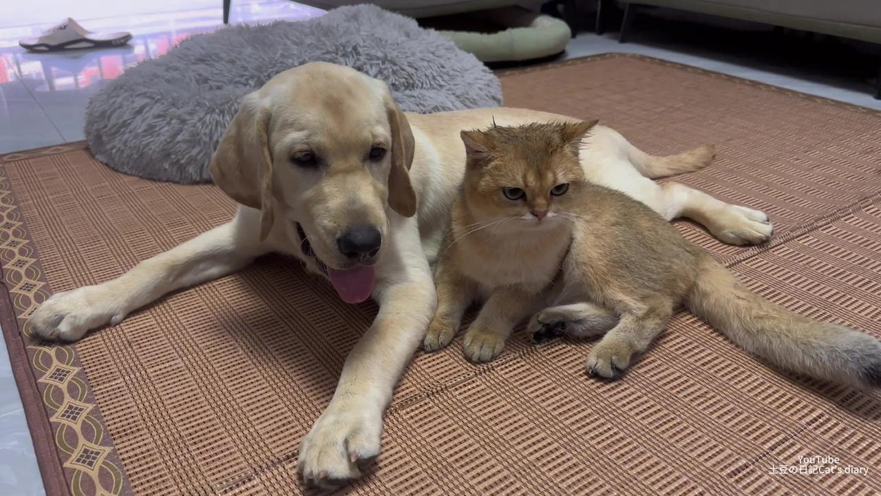 How does a Labrador Retriever react when he falls madly in love with a kitten? funny cute animal❤️