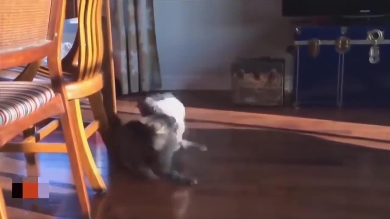 The Ultimate Compilation of Cats Attacking Dogs!
