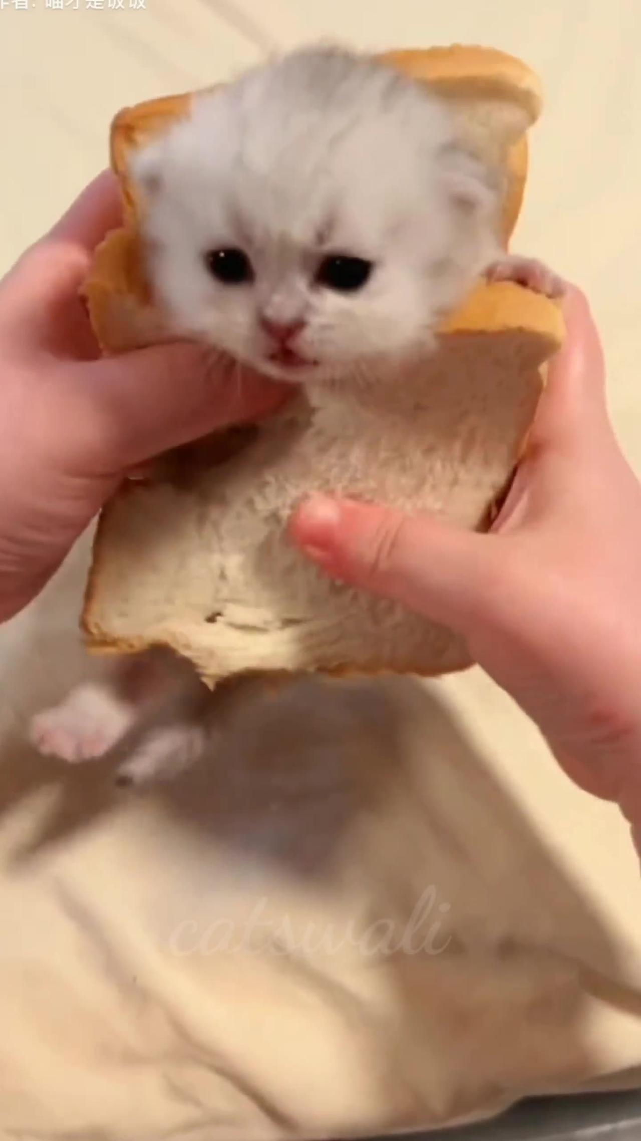 Cats Sandwich??!! Funny cats video