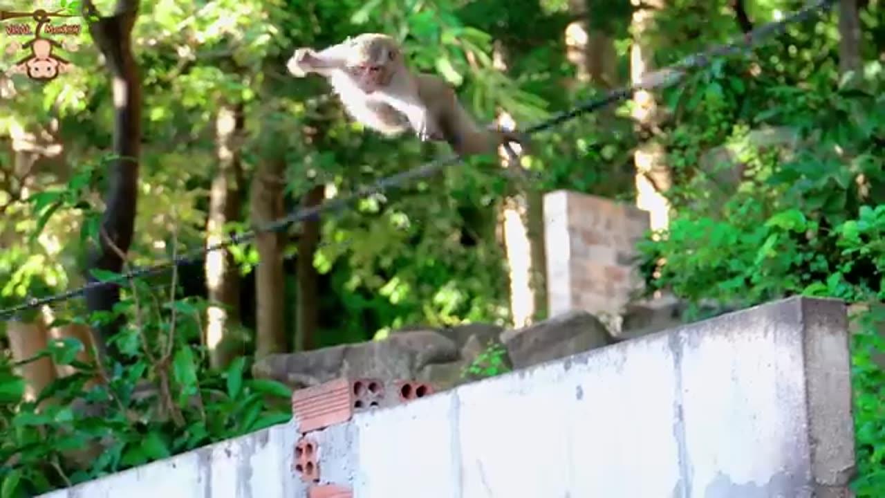 4K Quality Animal Footage - Monkeys Beautiful Scenes  | Viral Monkey