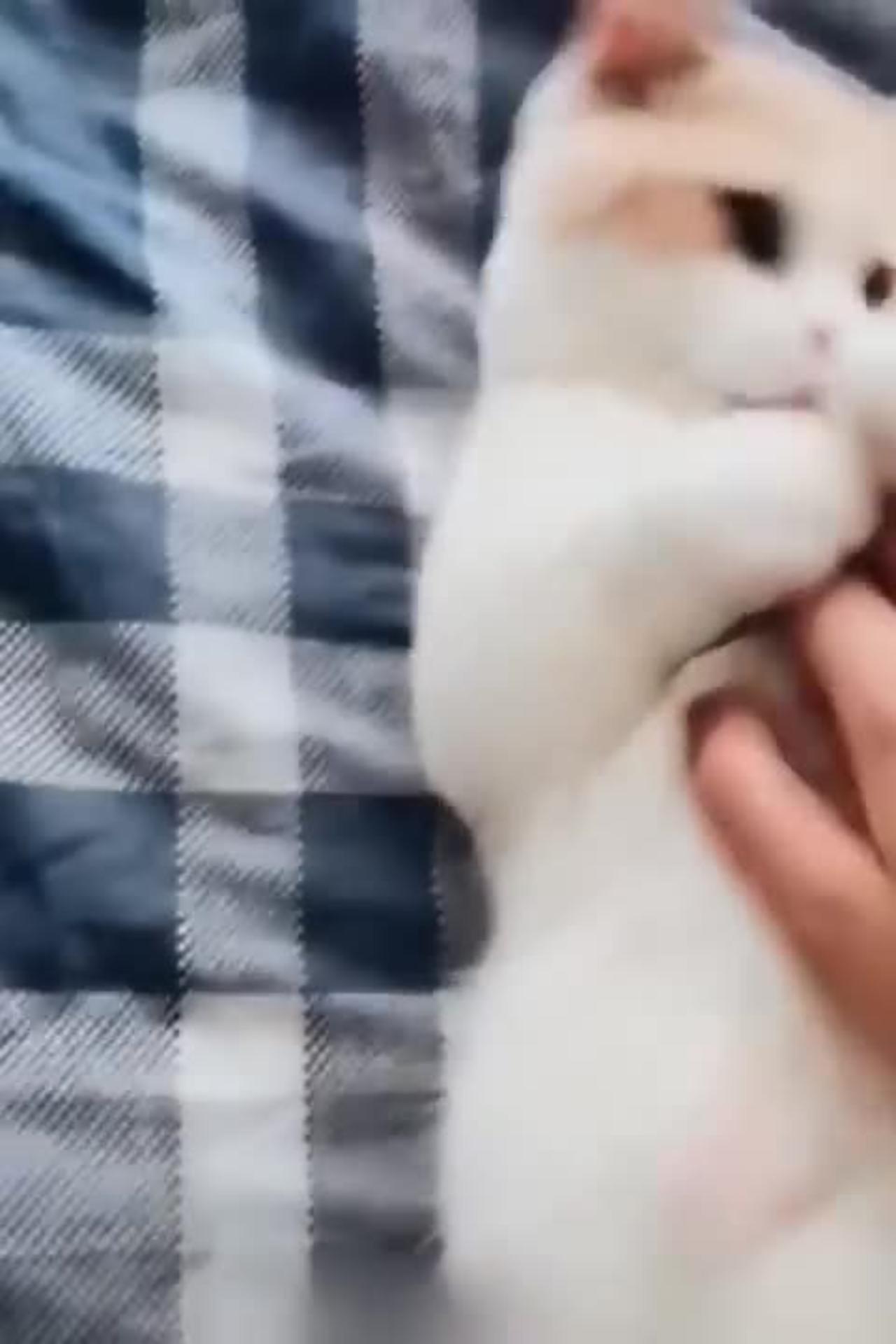 Funny cat animal video