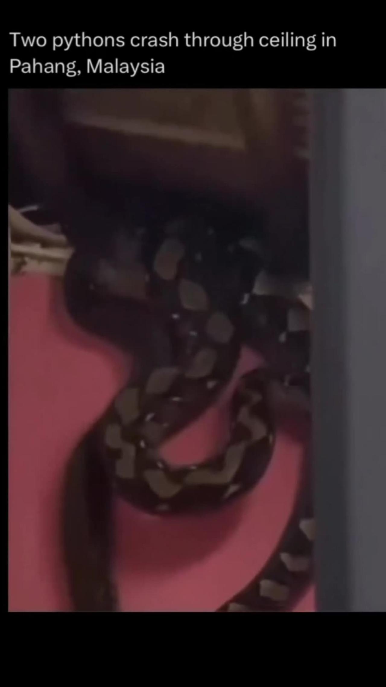 Two giant python on a family celling.