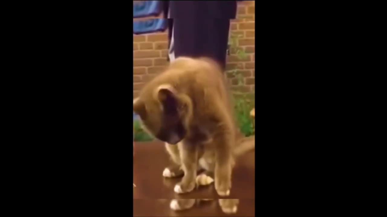 Funny animal videos 2023 - Funny cats-dogs - Funny animals part-3