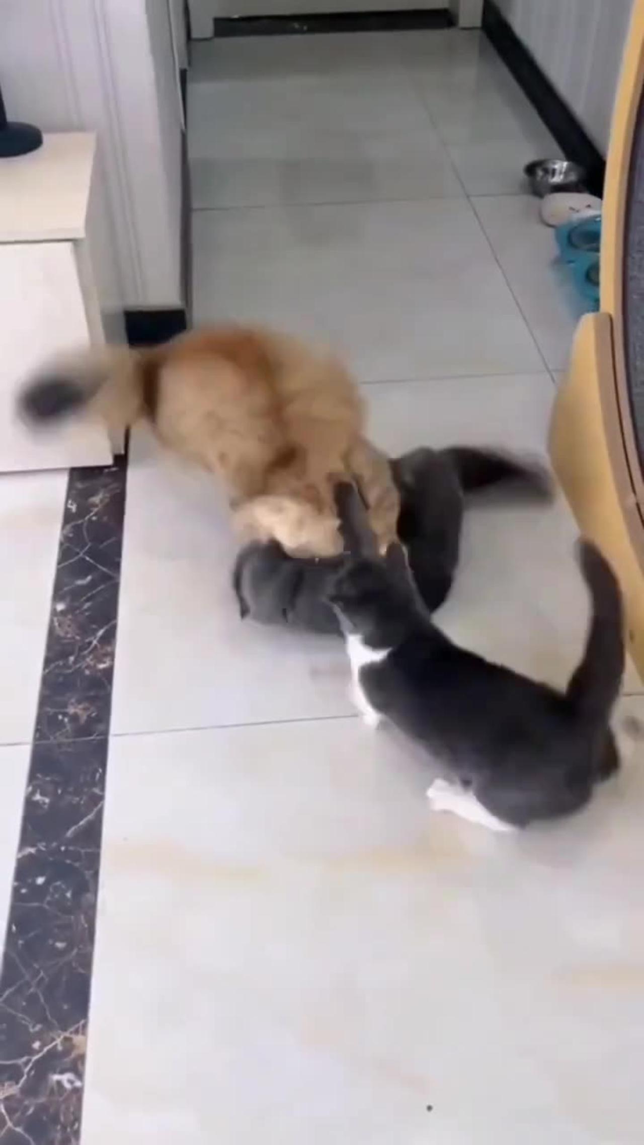 CAT FIGHTING VIDEO