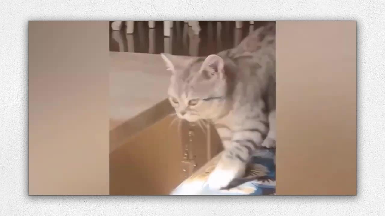 Cute Cat video