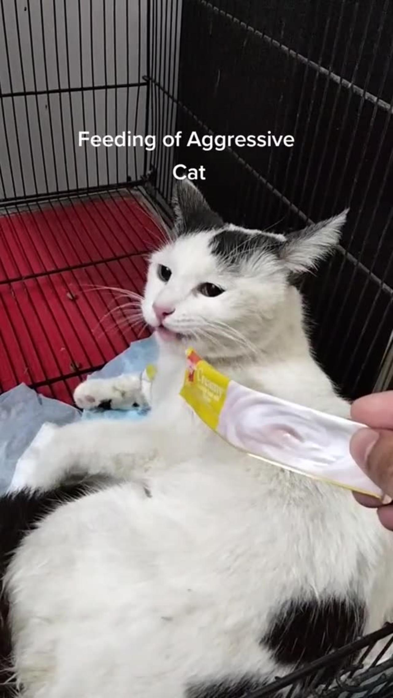 cutest cat reaction