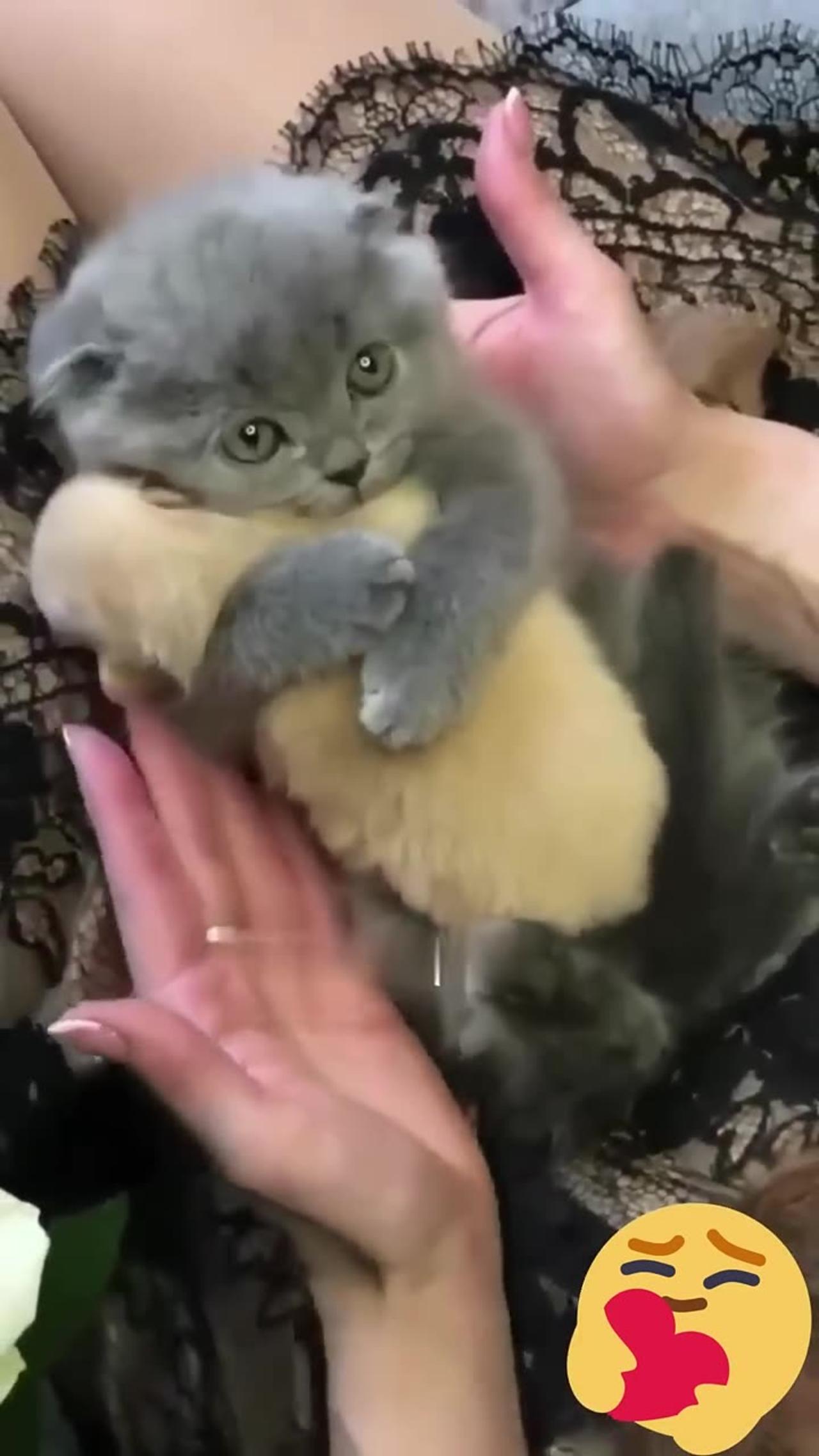 one in a Million love cat 😻💖🐶 Cute kitten hugs puppy