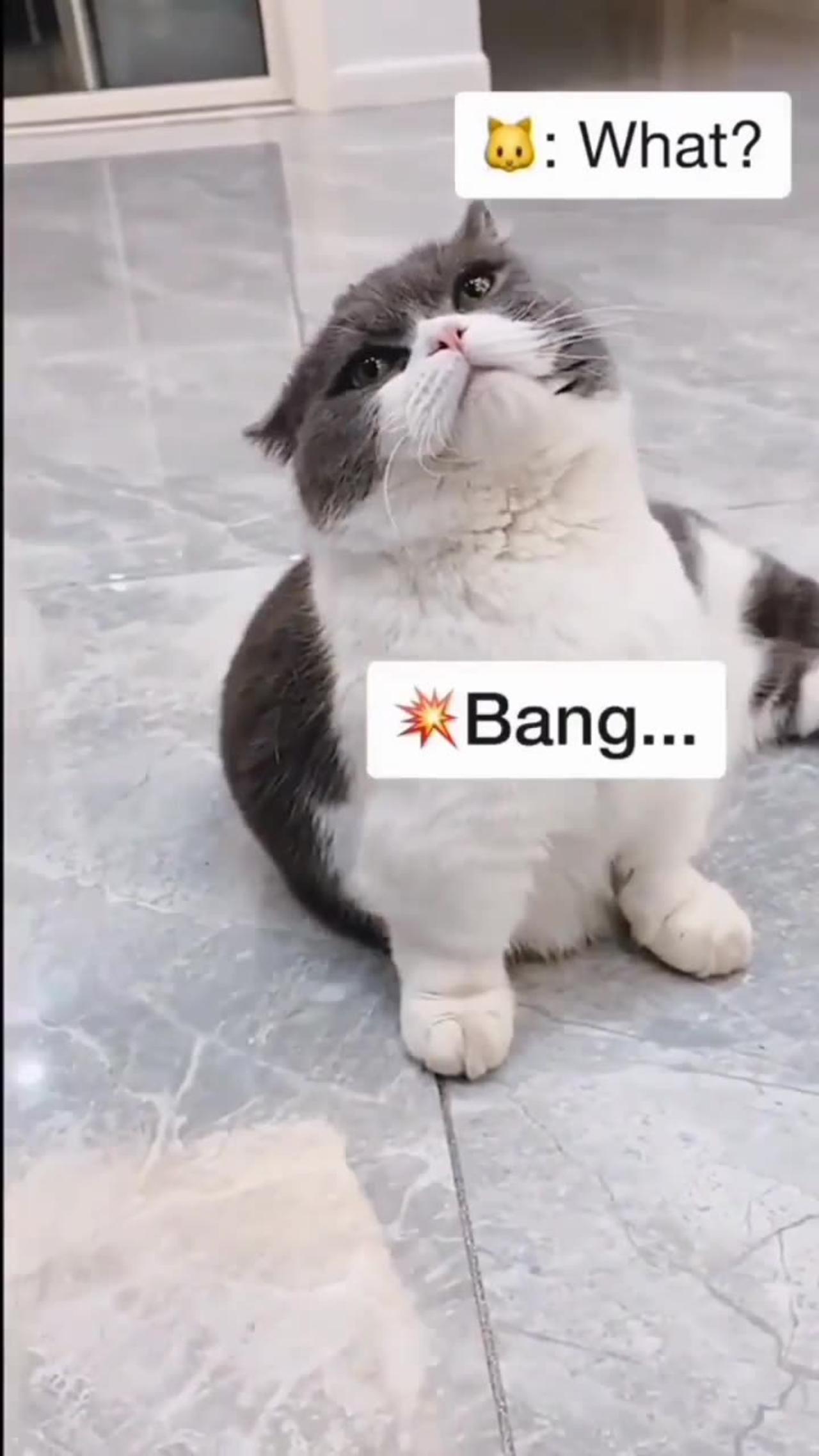 cute cat being bangedd!!!