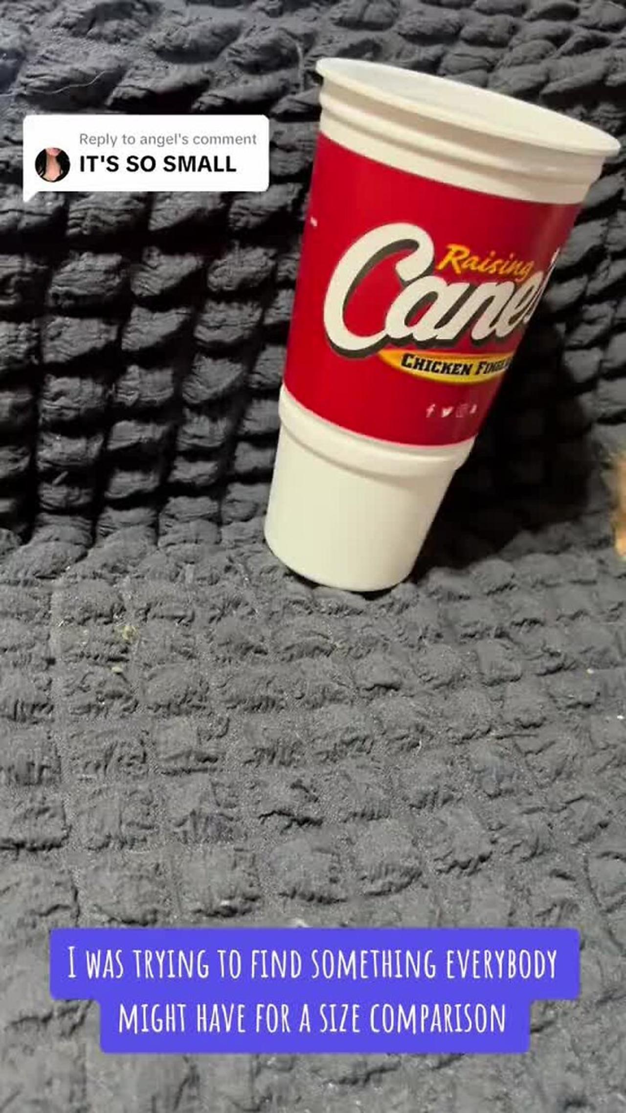 Adorable Pomeranian runt fits inside of a Raising Cane's cup!.mp4