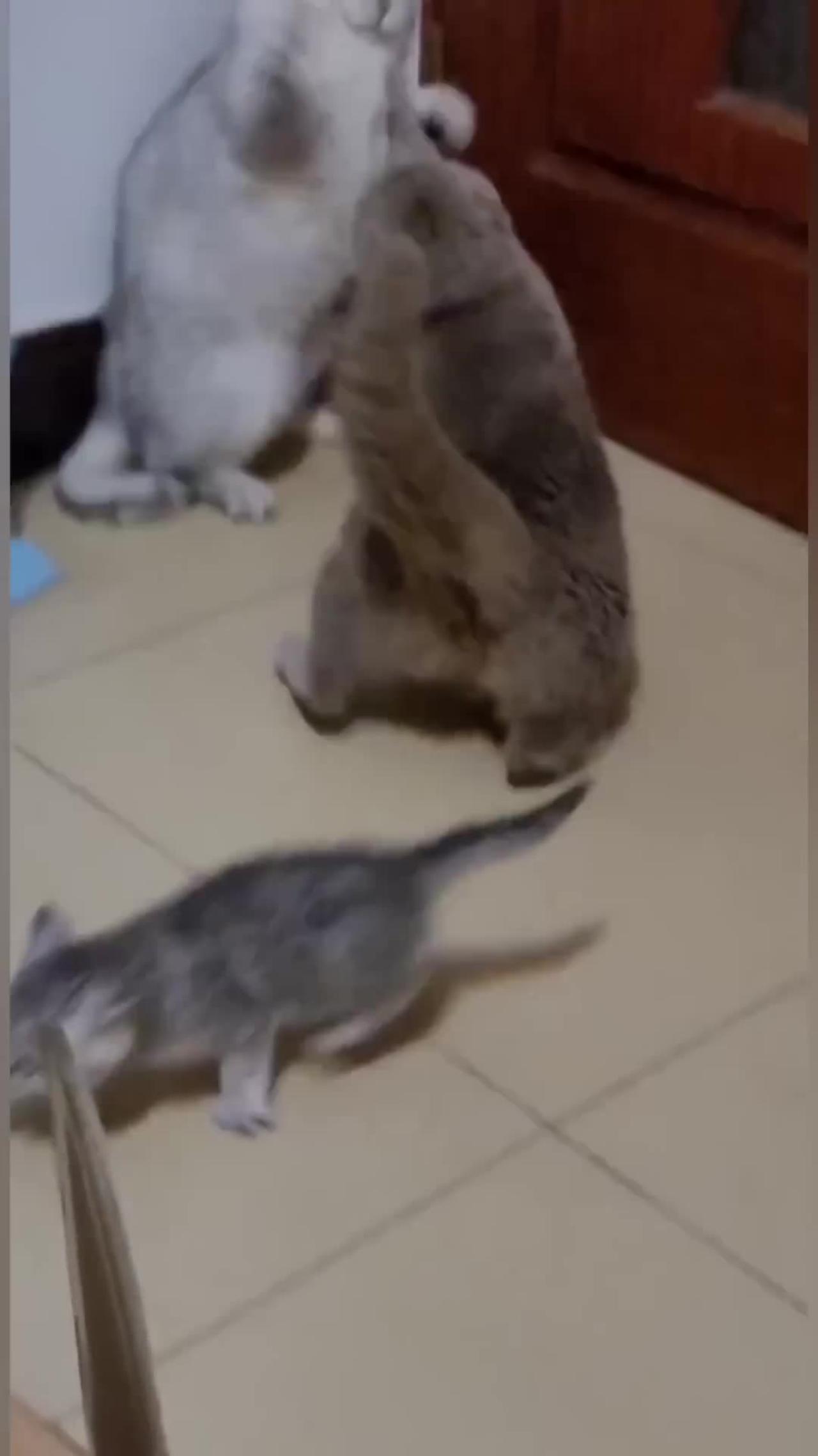 Funny cats fist fight 😂😂😂  #shorts