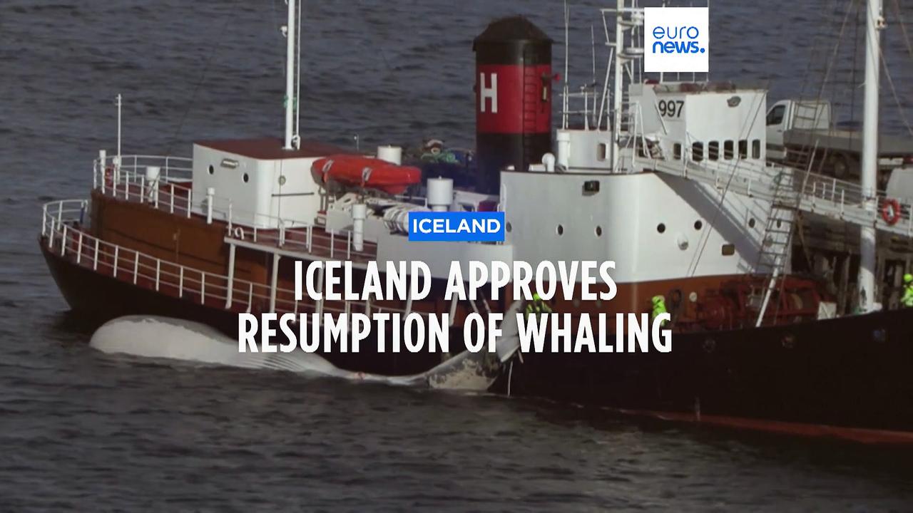 Iceland resumes fin whale hunting to dismay of animal welfare groups