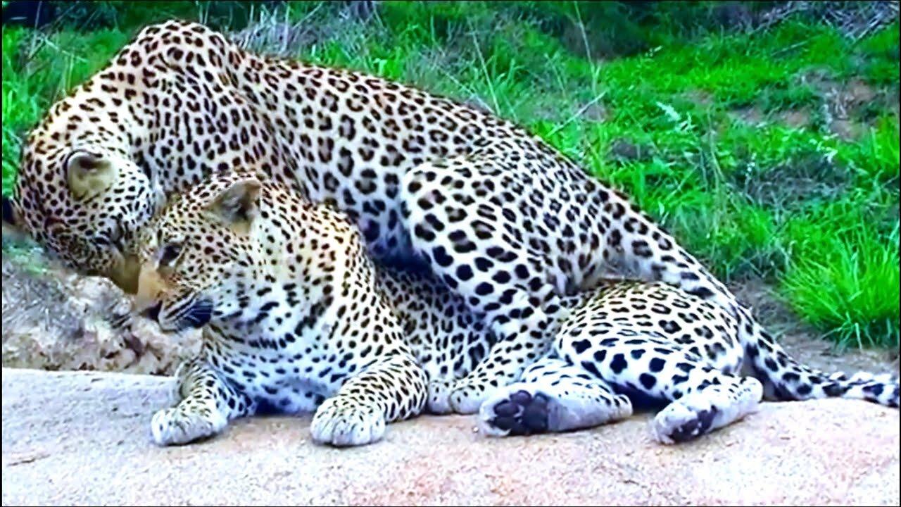 Leopard Mating _ Honeymoon Leopard Couple Caught In Action At Serengeti National Park